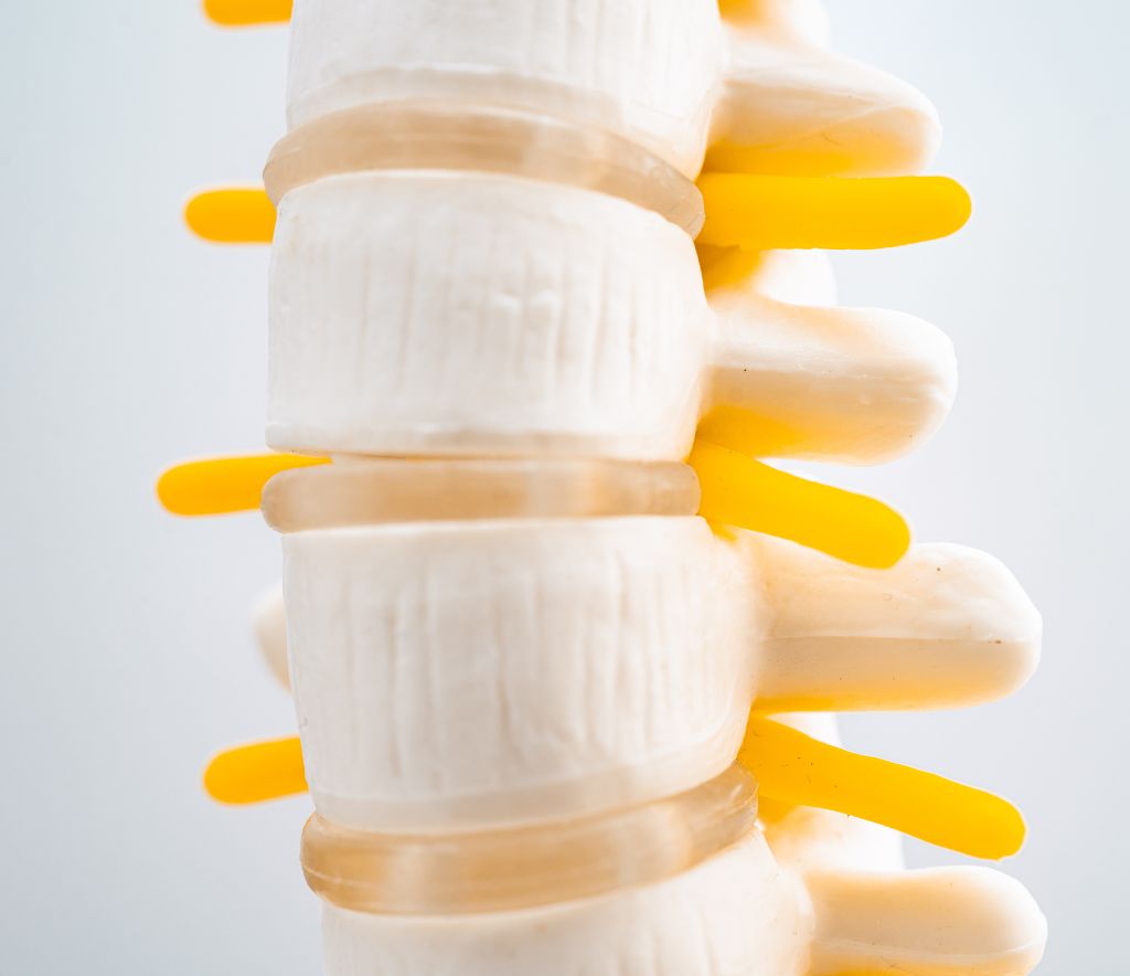 Close-Up Of Spine Model