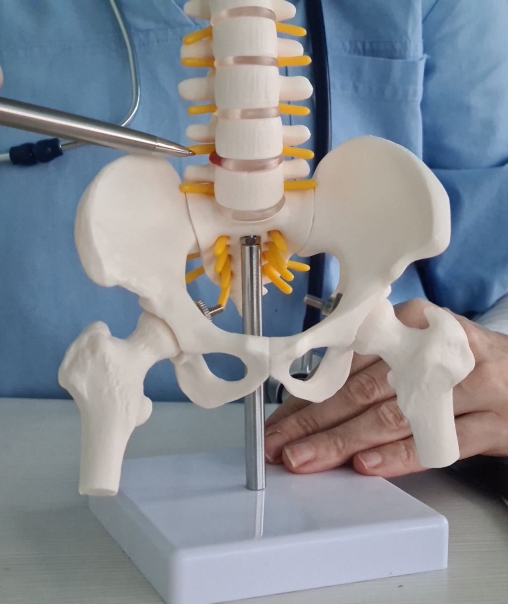 Spine Model Demonstration